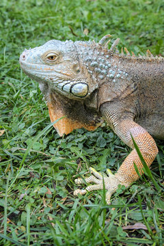 Macro Head of Iguana at the Blurred Grass Background.