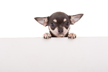 Chihuahua puppy