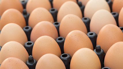 fresh organic eggs from chicken farm agriculture for sale