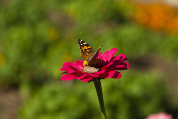 Butterfly on a flower