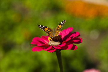 Butterfly on a flower