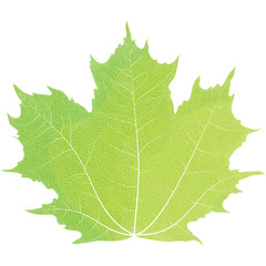 Fototapeta premium Vector drawing of autumn maple leaves. Green maple leaf.