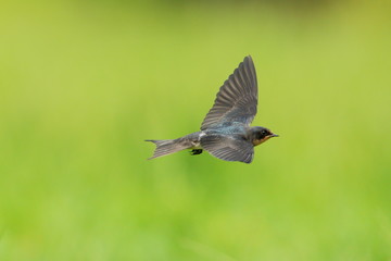 ツバメの飛翔シーン　It is a flight scene of the swallow.