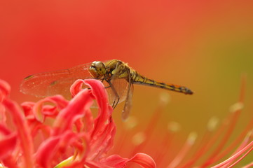 彼岸花とトンボ