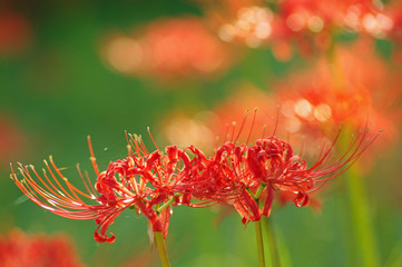 彼岸花