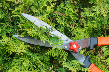 Hands of woman uses gardening tool to trim bushes