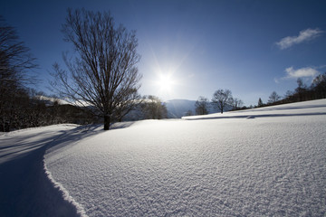 朝の雪原