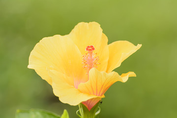 Fototapeta premium Hibiscus 
