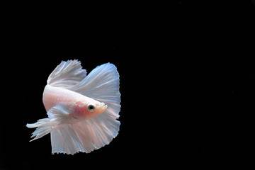 fighting fish