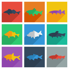 Set of freshwater fish with shadow flat concept modern design