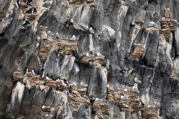 Seagulls on basalt rocks Ã¢Â?Â? colony of birds on Arctic rocks