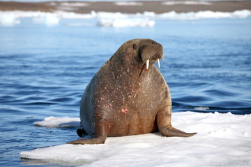 Walrus cow on ice floe 