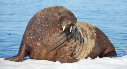Walrus cow on ice floe 
