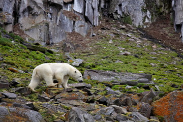 Naklejka na ściany i meble Polar bear in summer Arctic