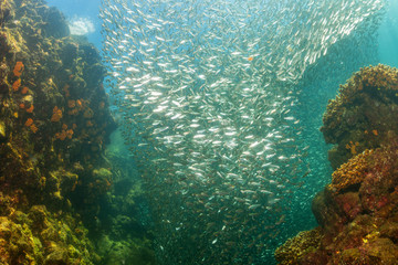Entering Inside a school of fish underwater