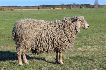 sheep standing on the grass