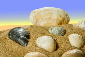 shells on beach isolated on a blue background