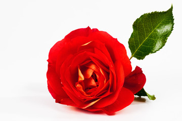 Rote Rose, weisser Hintergrund