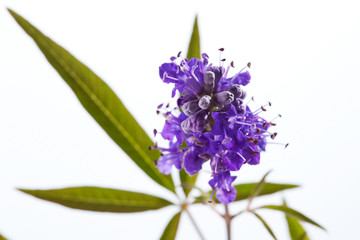 Obraz premium Mönchspfeffer (Vitex agnus-castus), Heilpflanze, Blätter, viol