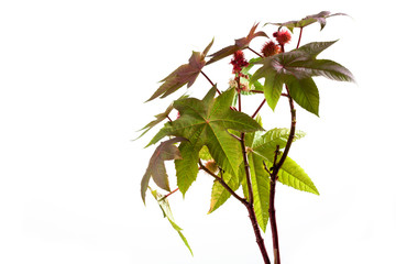 Wunderbaum (Ricinus communis), Rizinus, Blätter, Früchte, weis