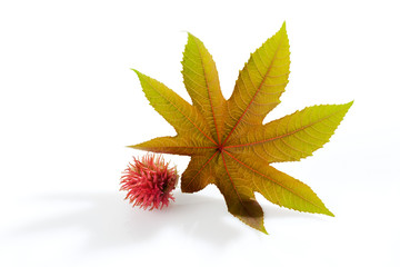 Wunderbaum (Ricinus communis), Rizinus, Blatt, Frucht, weisser H