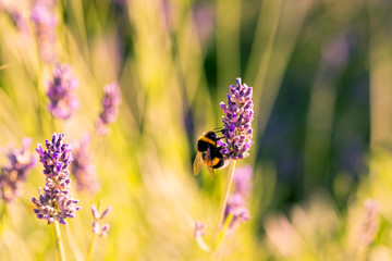 Bumblebee on a fragrant bed of lavender