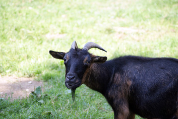 Ziege
