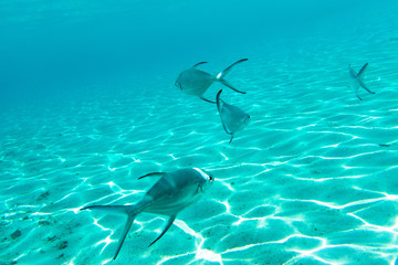 Fish in Maldives