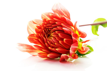 Rote Dahlie (Dahlia), Freisteller