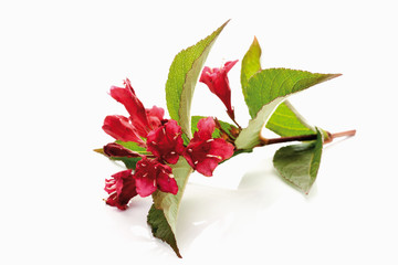 Weigelie Bristol Ruby (Weigela), Blüten, Zweig, Blätter, Freis