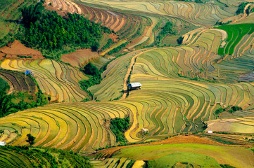 Fototapeta na wymiar Rice fields on terraced of Mu Cang Chai, YenBai, Vietnam. Rice fields prepare the harvest at Northwest Vietnam.