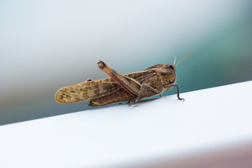 Nice macro shot of grasshopper