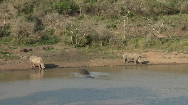 Hippopotamus shows aggression towards two white rhino by opening it's mouth wide open.