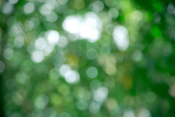 Obraz premium Natural green blurred background.