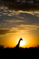 Giraffe siluette at the sunrise in Kenya, África