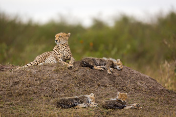Cheetah around the savannah in Kenya, Africa