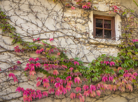 Window of an old white house at medieval village Perouges in France with colorful lianas climbing up the wall