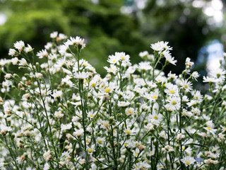 flowers of gypsophila,Gypsophila,babysbreath gypsophila