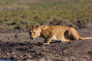 Fototapeta na wymiar Lion in Kenya, Africa