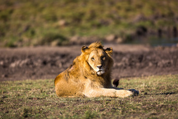 Plakat Lion in Kenya, Africa