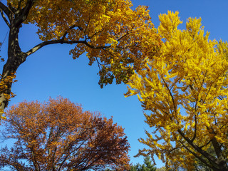 Beautiful colorful tree branches and clear blue sky at Central P