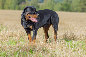  Rottweiler dog on natural background grass field summer