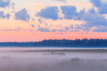 Fog in the fields landscape pink sky mist morning