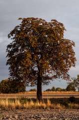 lonely chestnut