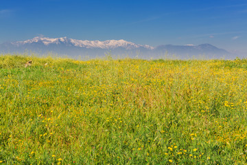 Obraz premium Scenery view of grass valley
