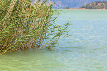 Lake water with reed grass summer landscape natural background
