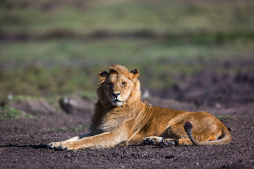 Lion in Kenya, Africa