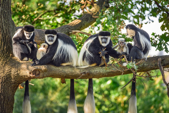 A troop of Mantled guereza monkeys with two newborns