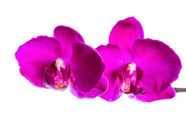 Fototapeta na wymiar beautiful blooming violet orchid is isolated on white background