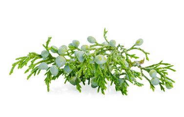 beautiful juniper plant with berries is isolated on white backgr
